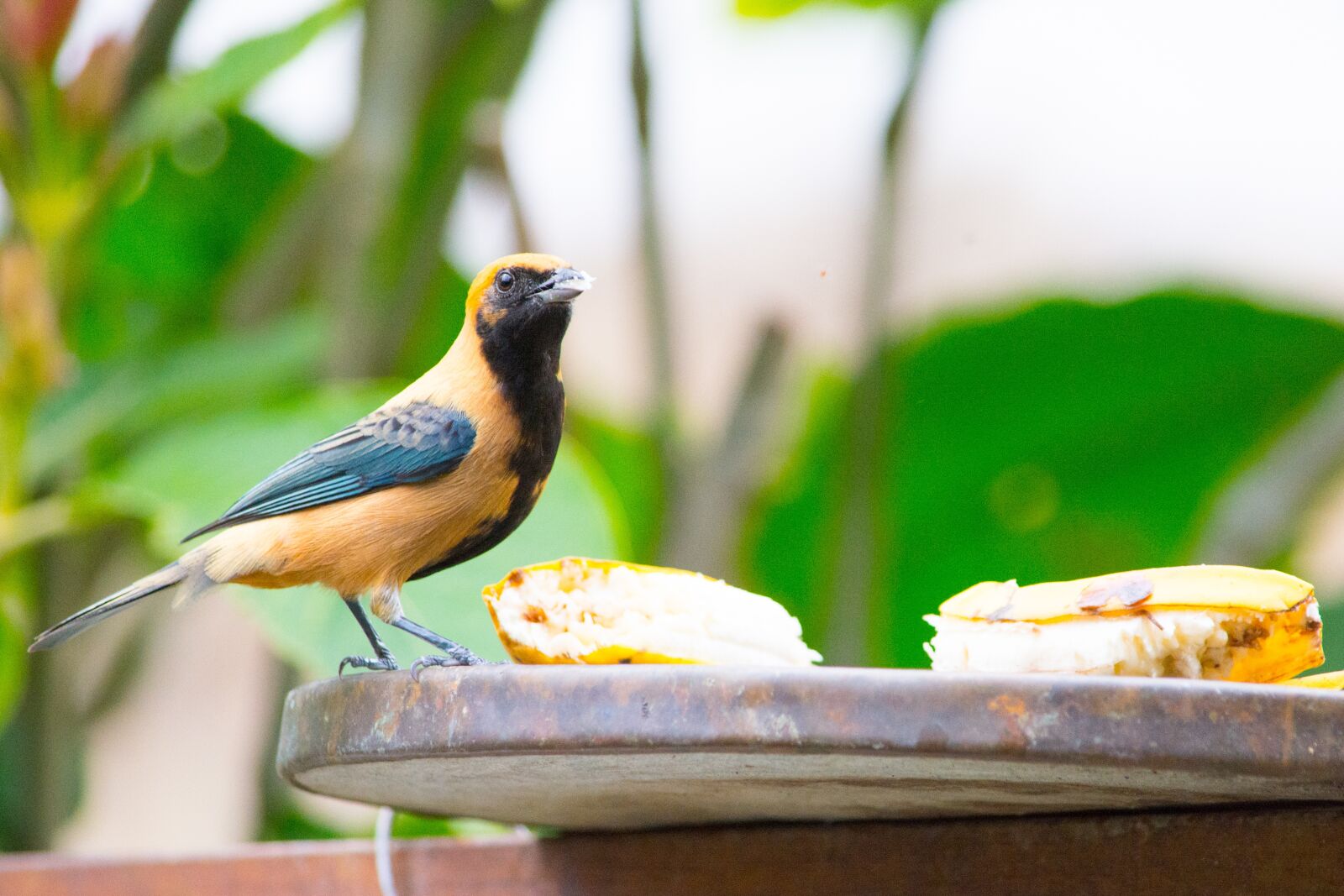 Nikon D7100 sample photo. It came in yellow photography