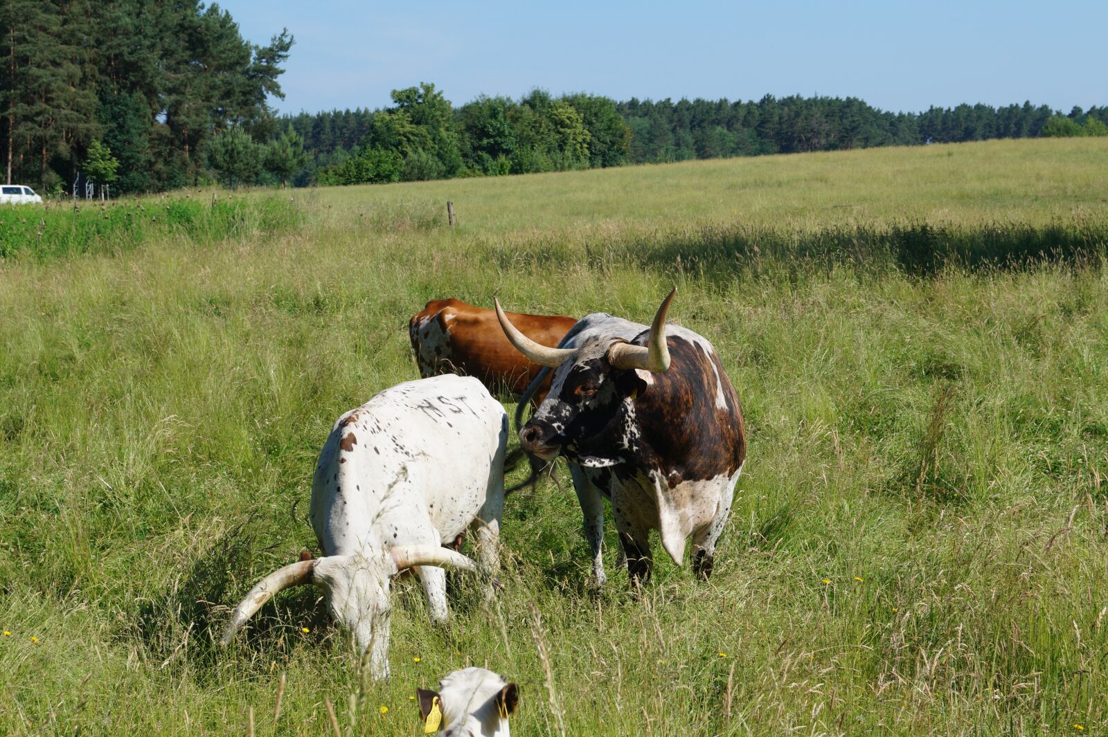 Sony DT 18-55mm F3.5-5.6 SAM II sample photo. Longhorn, cow, pasture photography