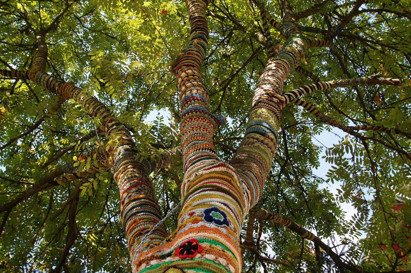 Sony SLT-A58 sample photo. Tree, uháčkovaný, strain photography