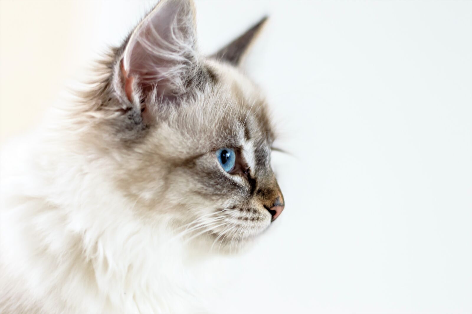 Nikon D3200 sample photo. Cat, domestic cat, young photography