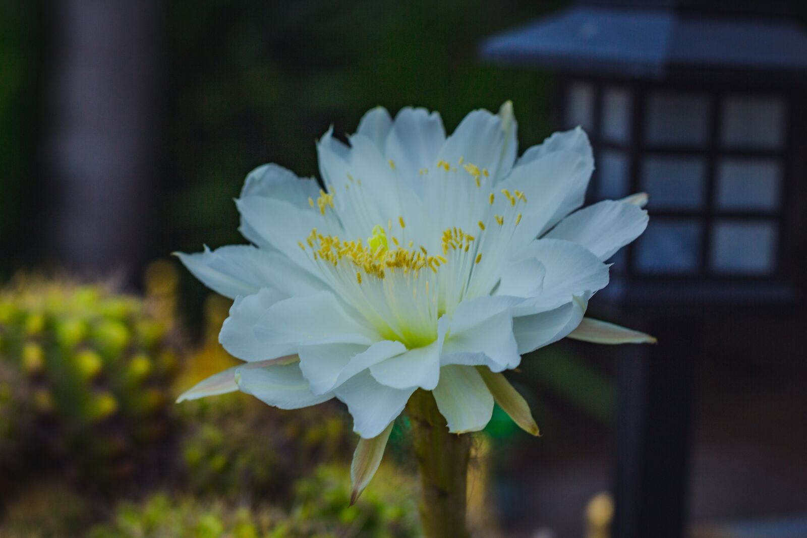 Canon EOS 700D (EOS Rebel T5i / EOS Kiss X7i) + Canon EF 50mm F1.8 STM sample photo. White, leaves, flora photography
