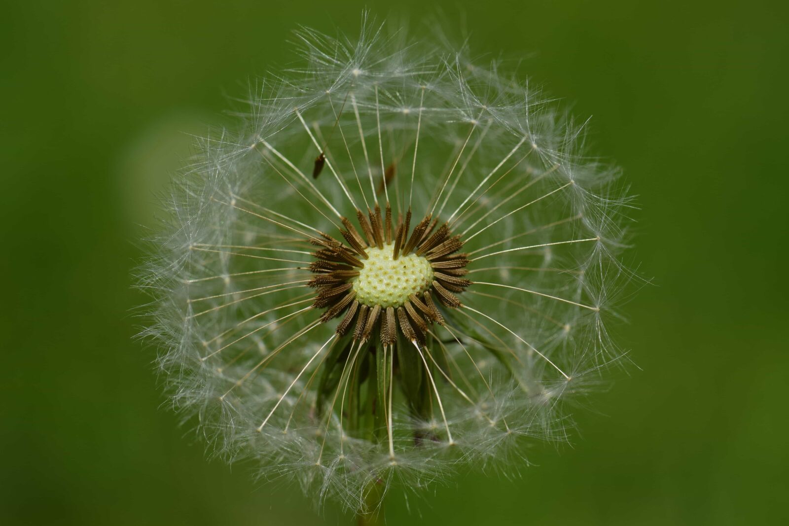 Nikon D3300 sample photo. Summer, seed, dandelion, grass photography