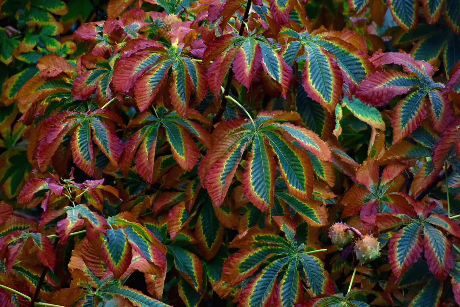 Nikon D3500 sample photo. Autumn, leaves, nature photography