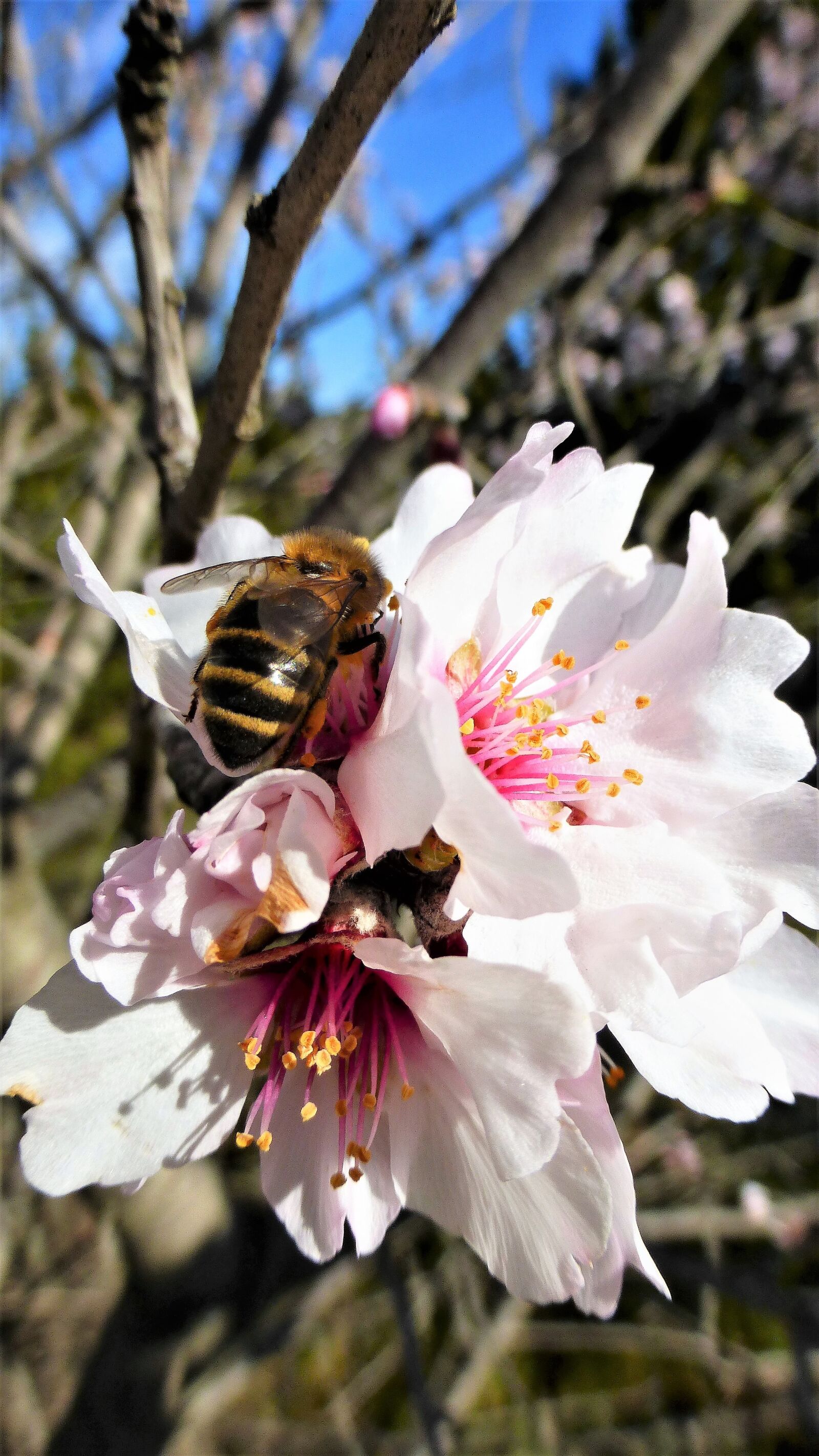 Panasonic Lumix DMC-ZS25 (Lumix DMC-TZ35) sample photo. Nature, flower, bee photography