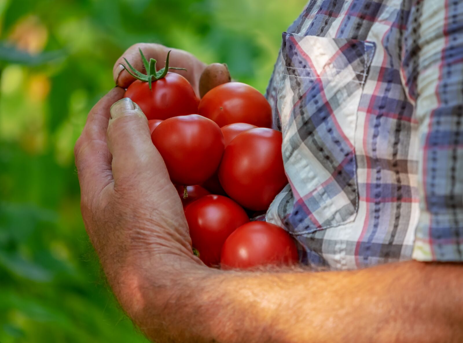 Fujifilm XF 55-200mm F3.5-4.8 R LM OIS sample photo. Tomatoes, fruits, red photography