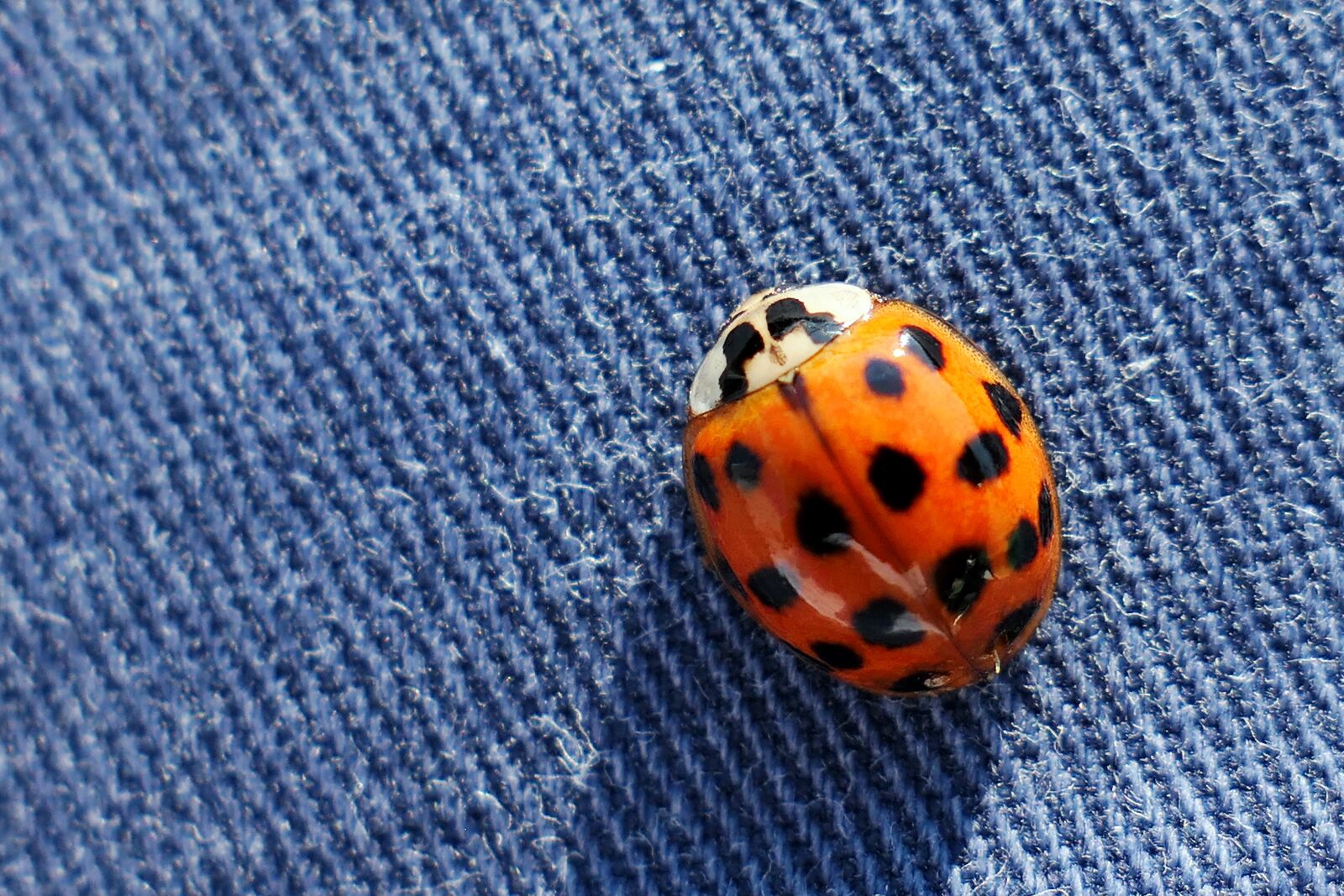 Panasonic Lumix DMC-LX10 (Lumix DMC-LX15) sample photo. Beetle, ladybug, insect photography