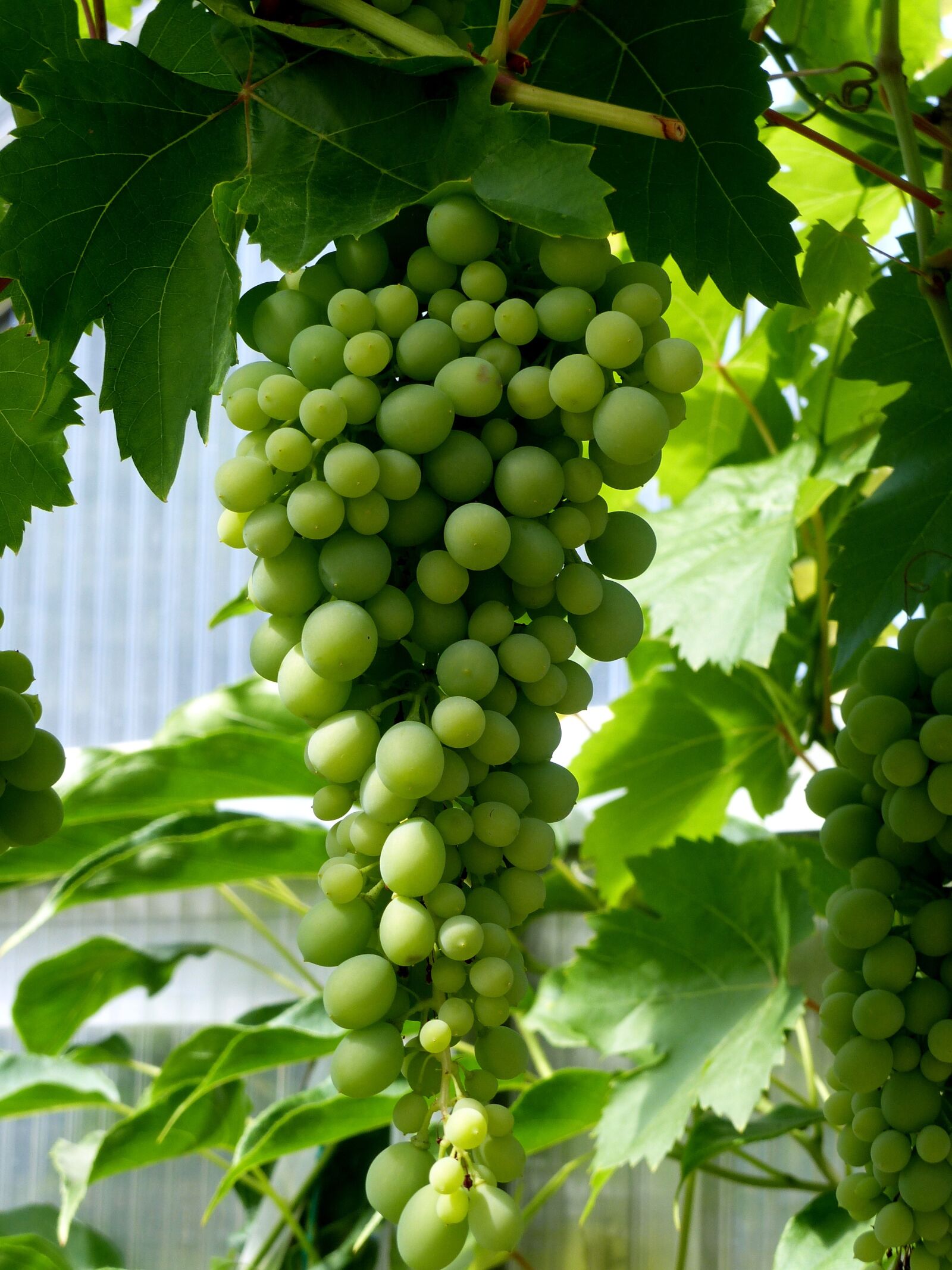 Panasonic Lumix DMC-FZ200 sample photo. Grapes, green, bunch of photography