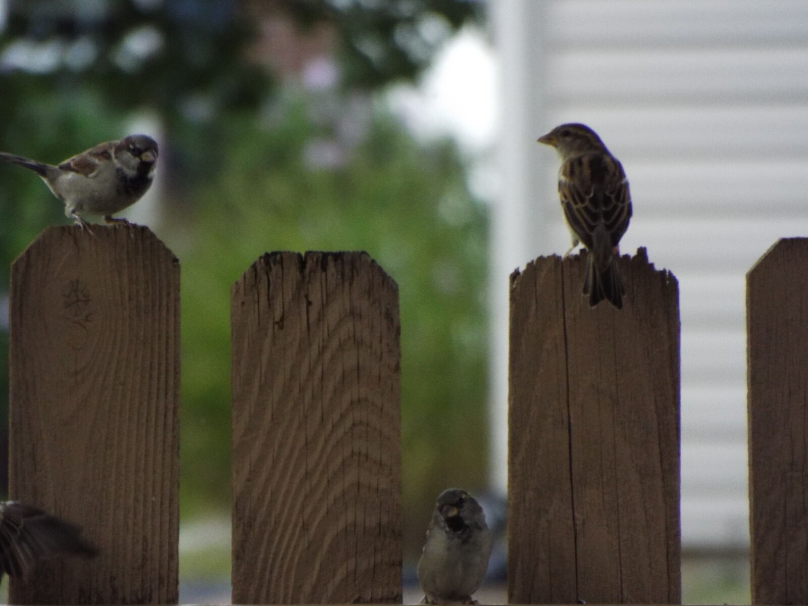 Fujifilm FinePix S8200 sample photo. 3 little birds bob marley photography