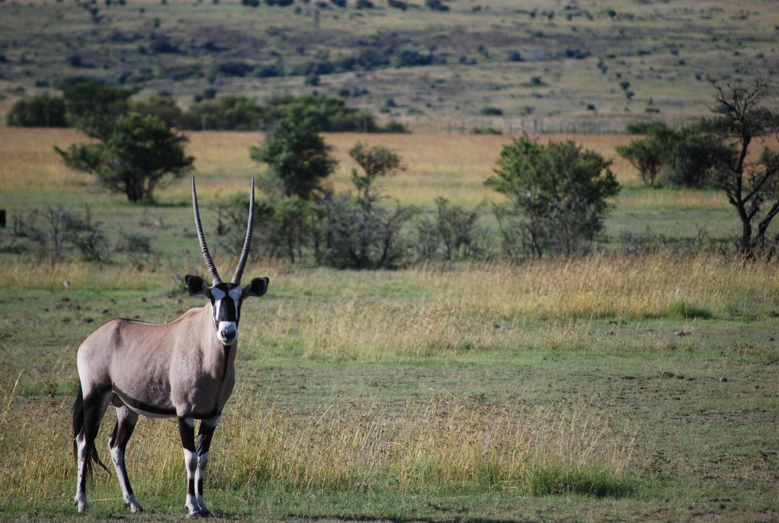 Nikon D80 sample photo. Antelope, wildlife, mammal photography