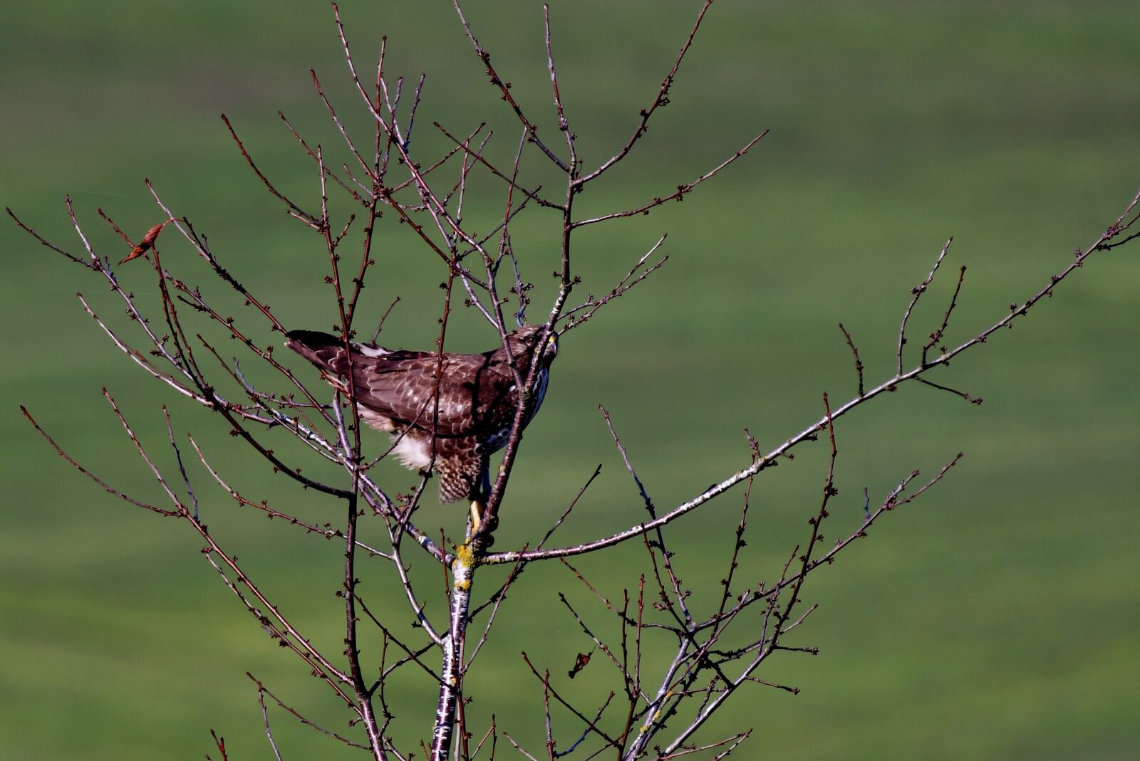 Nikon D500 sample photo. Common buzzard, bird of photography