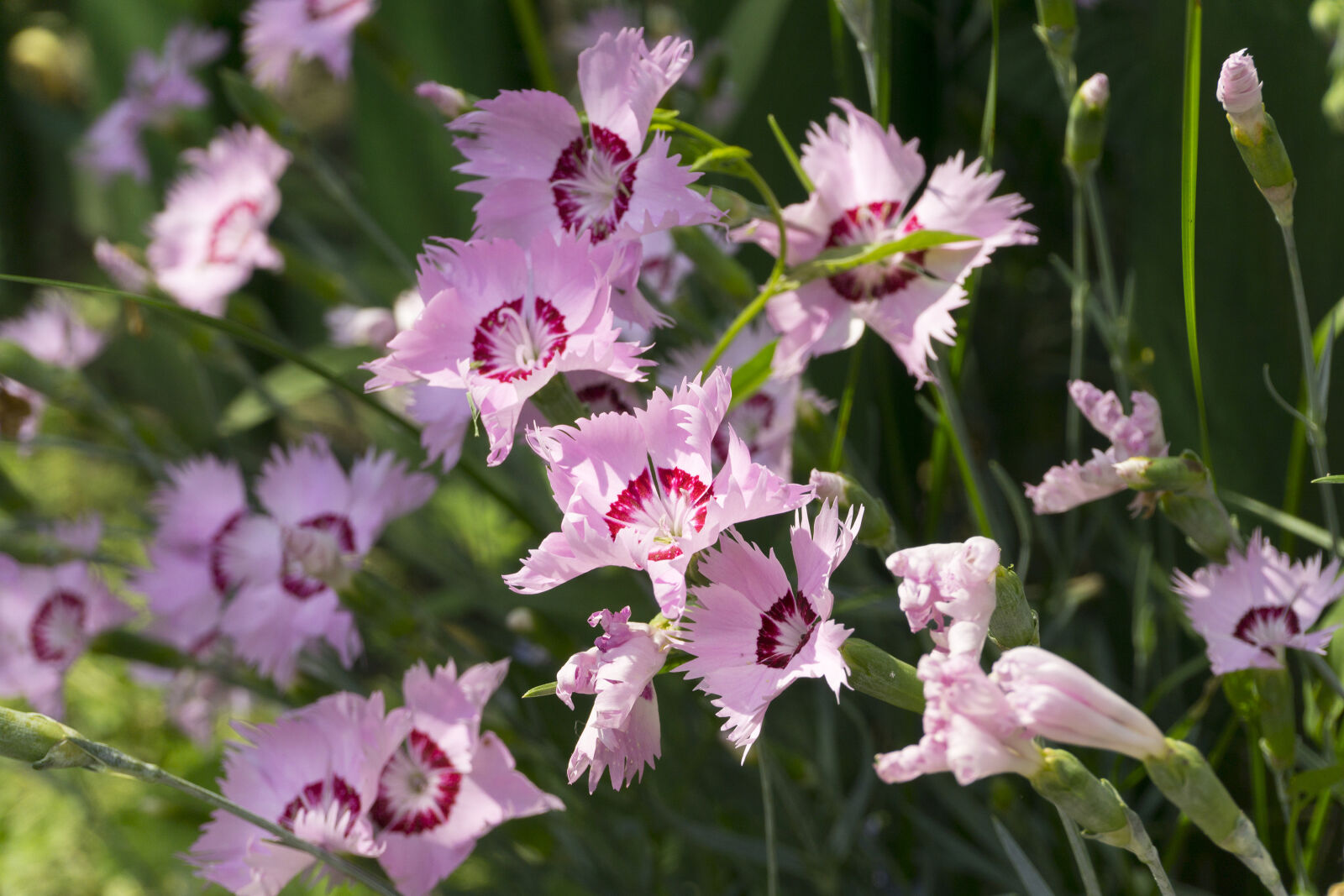 Sony a6000 sample photo. Flower, flowers, garden photography