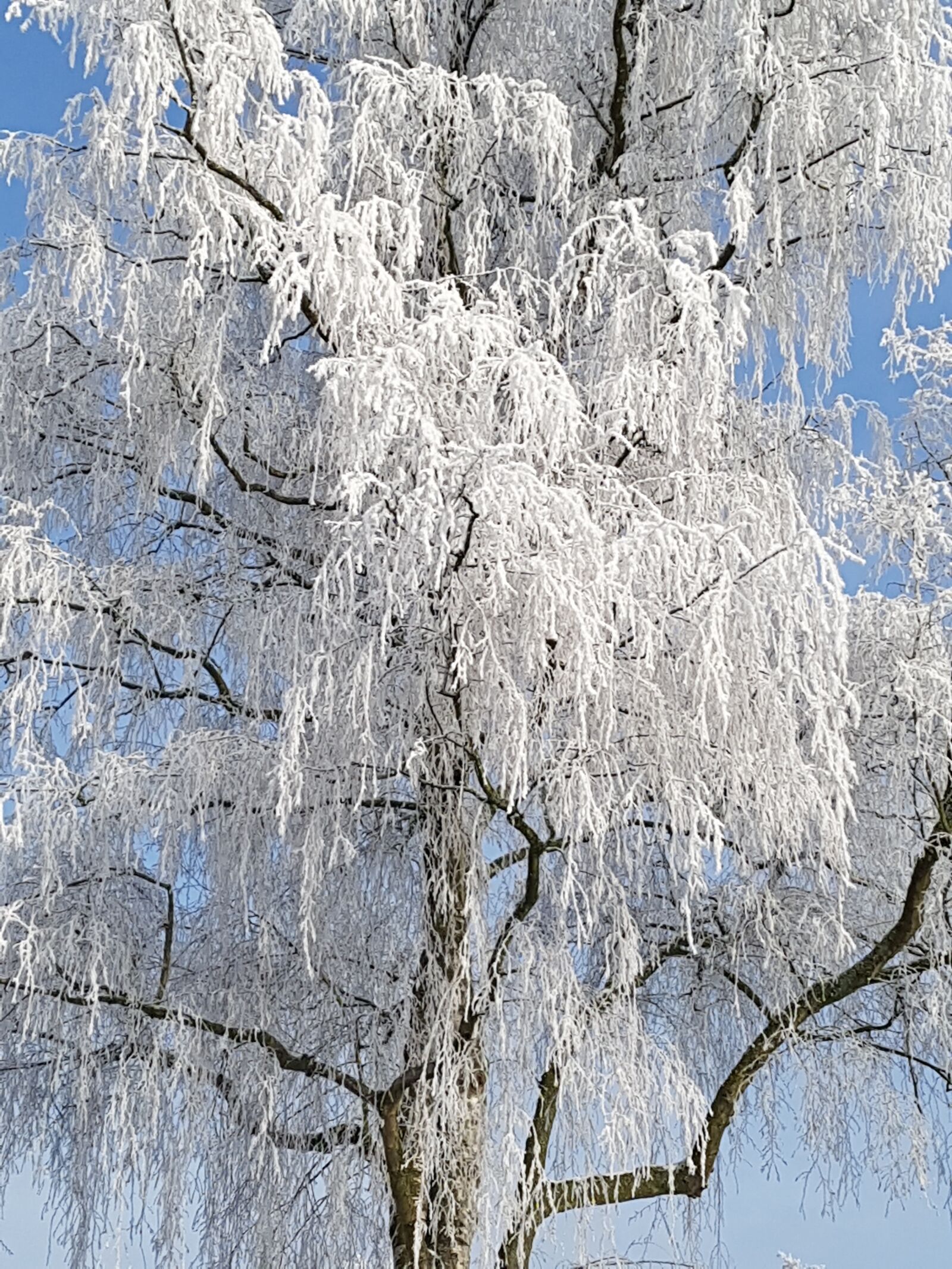 Samsung Galaxy S7 sample photo. Winter magic, ice, hoarfrost photography