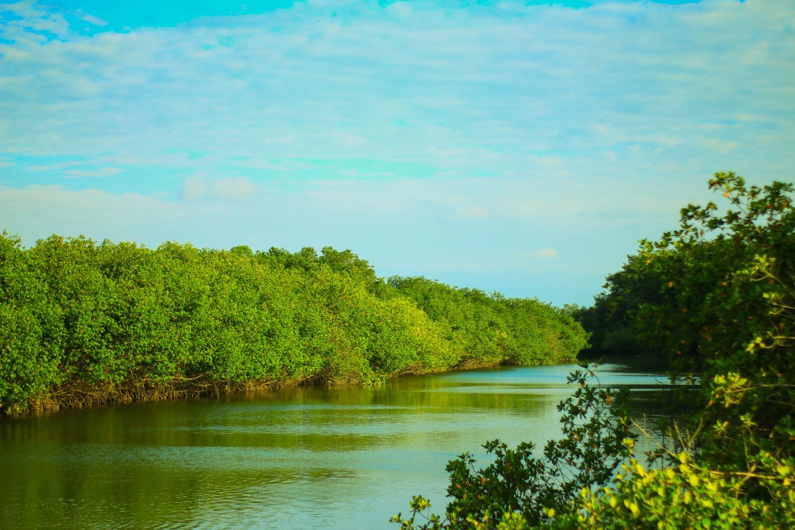 Canon EOS 70D sample photo. Sea ​​bottom, forest, leaf photography