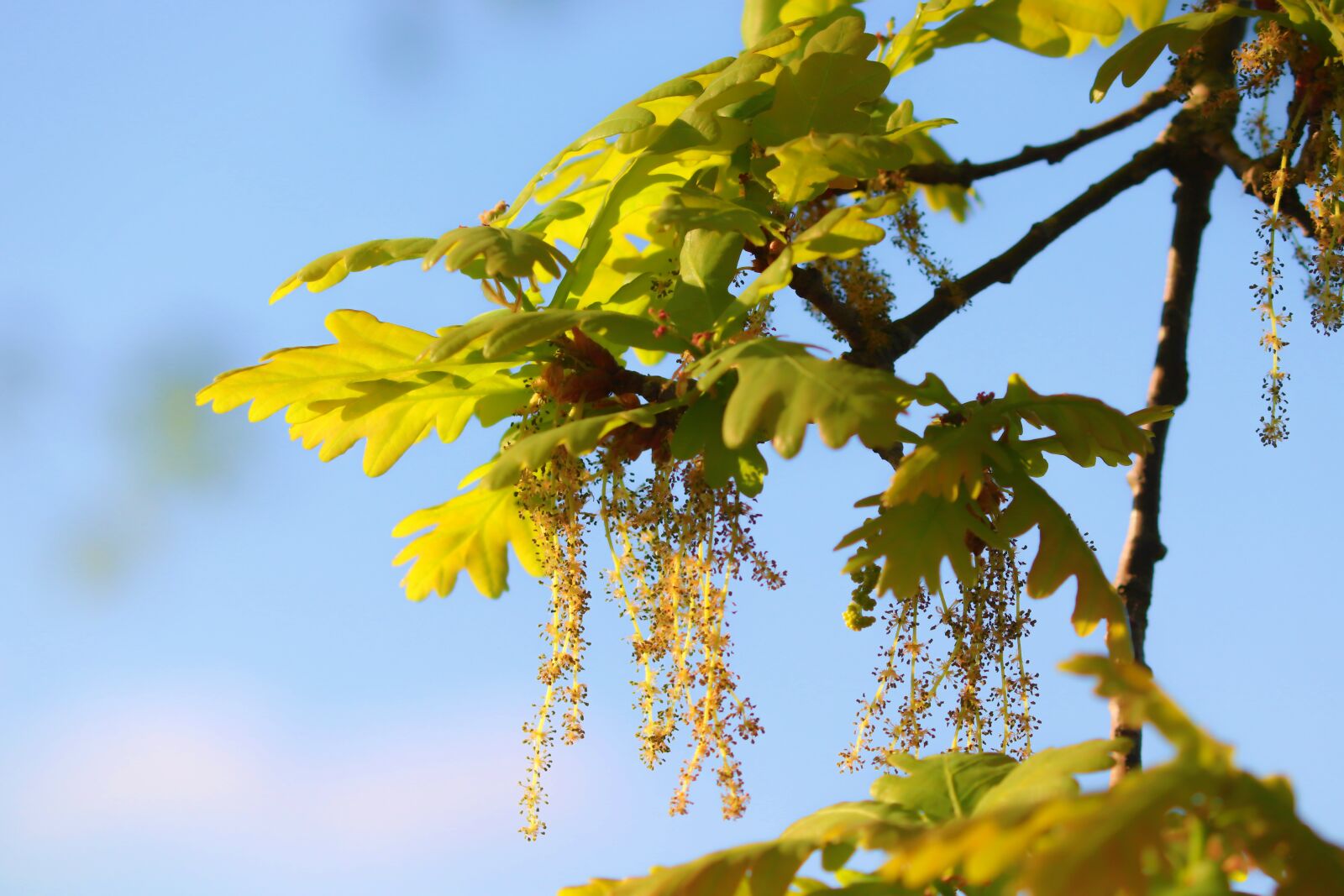 Canon EOS 200D (EOS Rebel SL2 / EOS Kiss X9) sample photo. Oak, flowers, oak flower photography