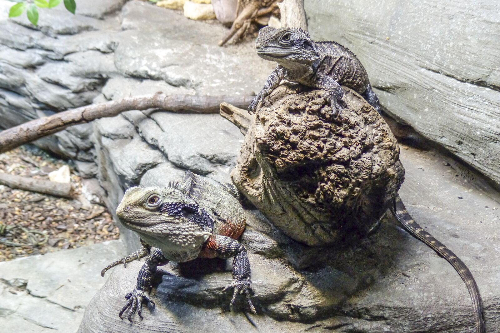 Panasonic Lumix DMC-FZ200 sample photo. Lizard, reptile, animal photography
