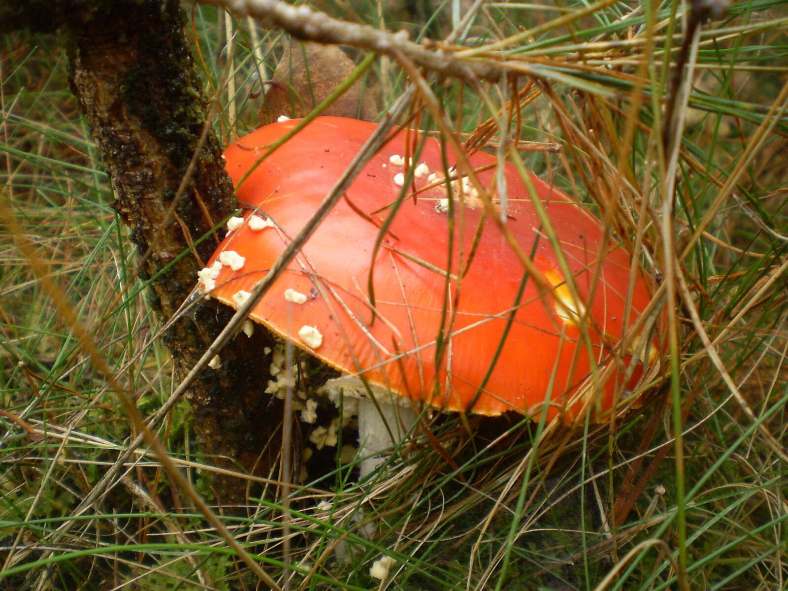 Olympus FE270,X815,C510 sample photo. Nature, outdoor, food photography