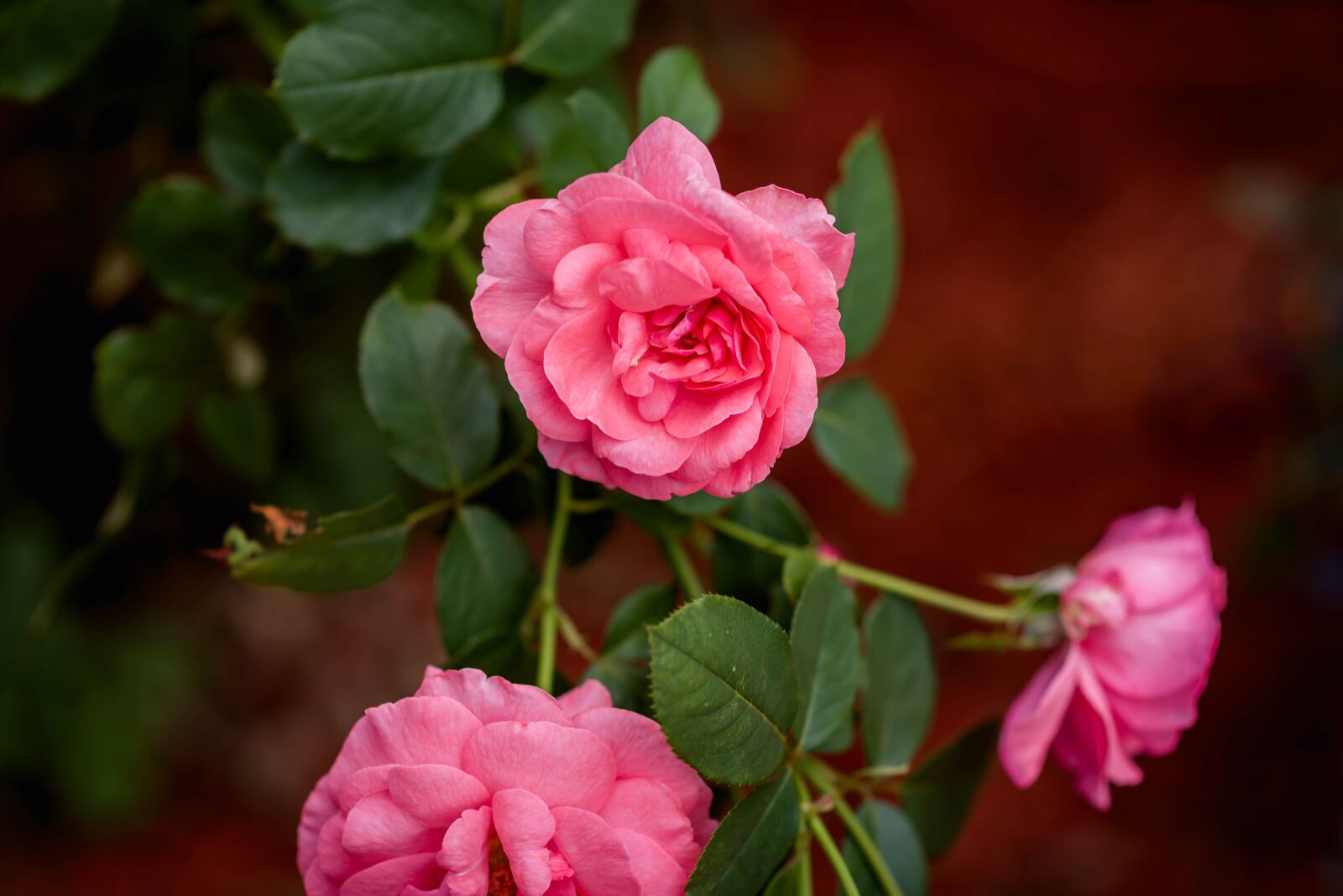 Nikon D750 sample photo. Flowers, outdoors, nature photography