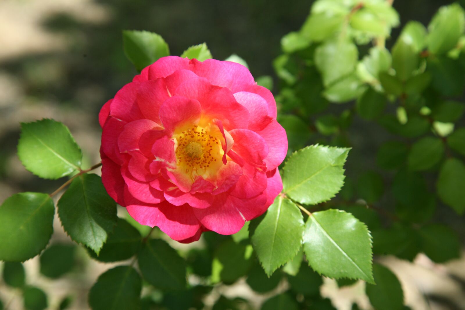 Canon EOS 5D sample photo. Rose, rose vines, flowers photography
