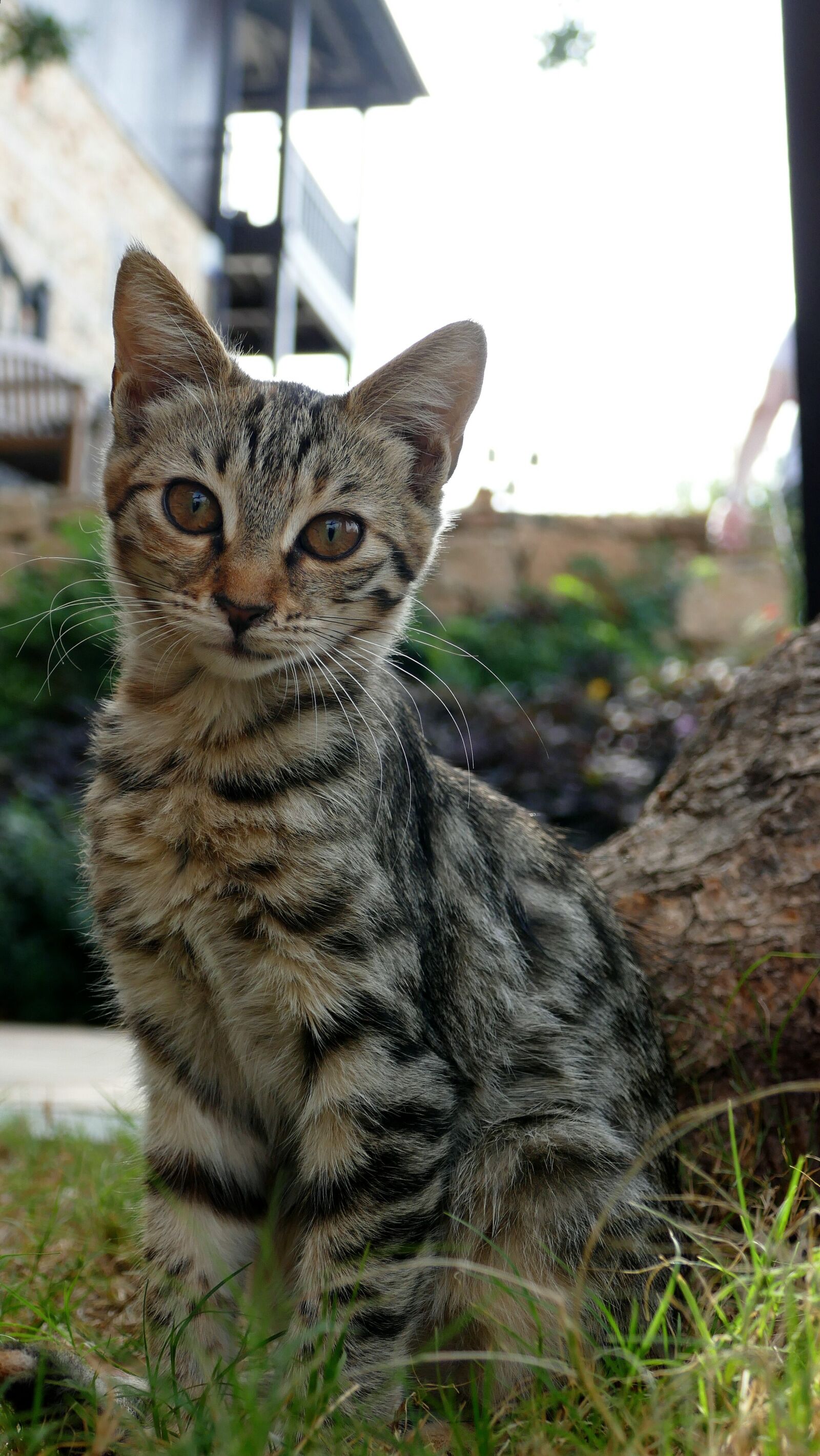 Panasonic Lumix DMC-FZ1000 sample photo. Cat, kitten, animal photography