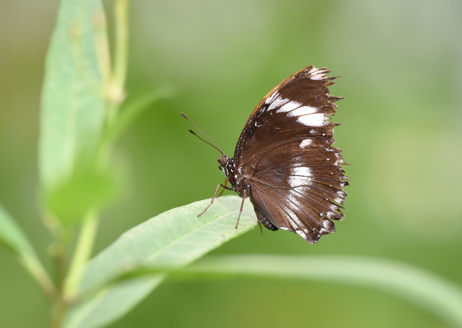 Nikon D810 sample photo. Kelebek, butterfly, doğa photography