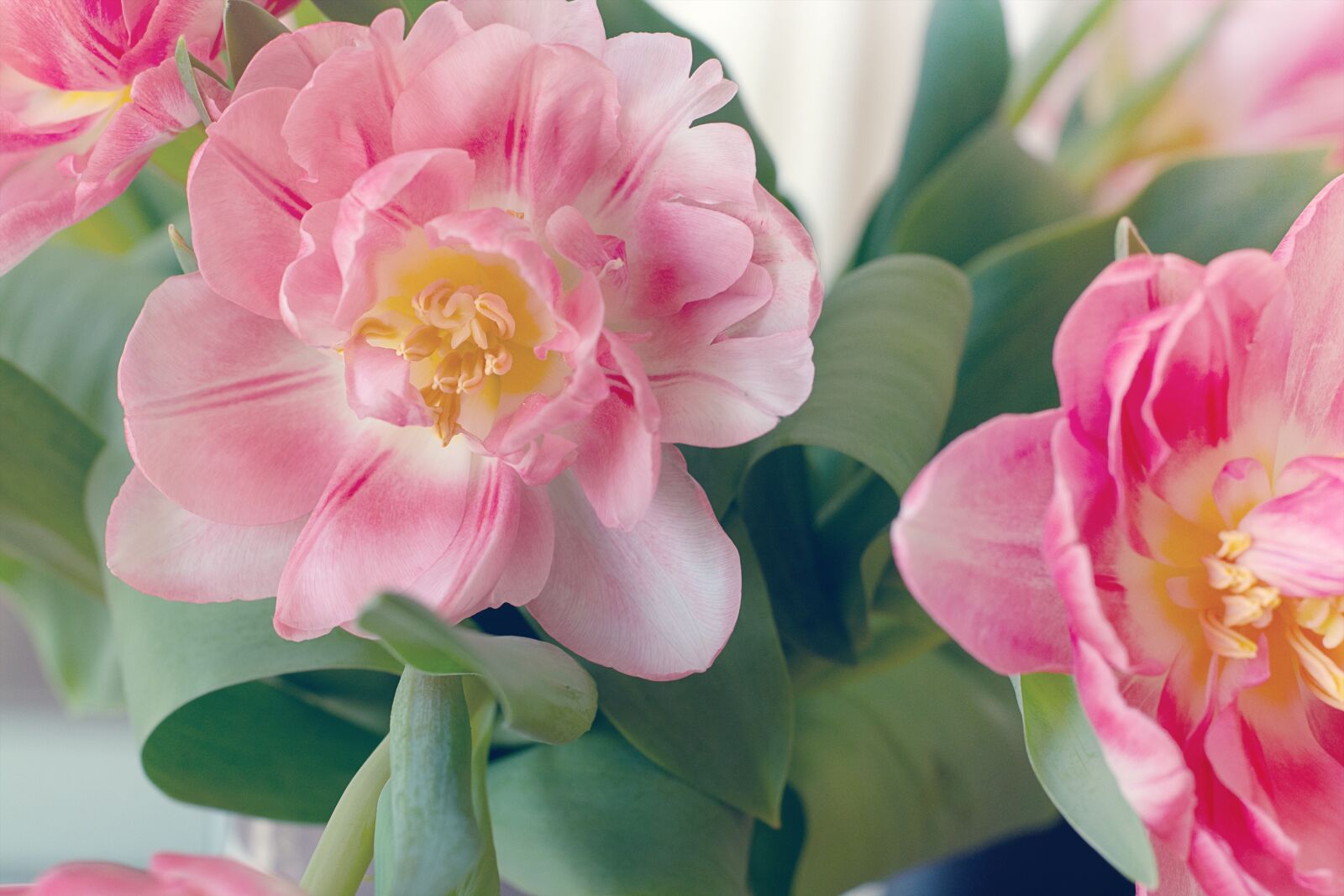 Nikon D7100 sample photo. Flowers, tulips, pink photography