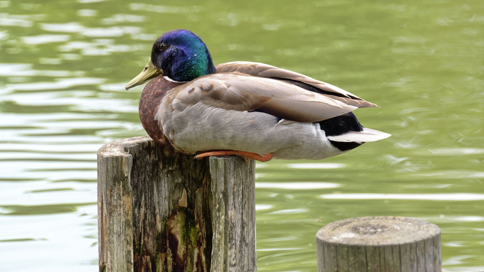 Nikon D5300 sample photo. Bird, the duck, male photography