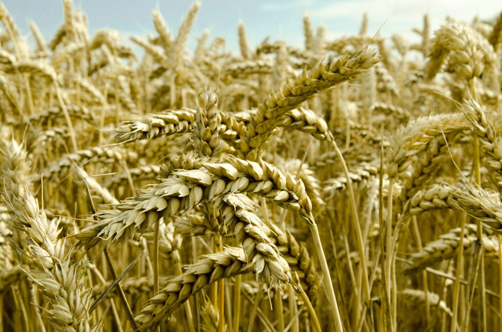 Nikon D7000 sample photo. Wheat field, corn field photography