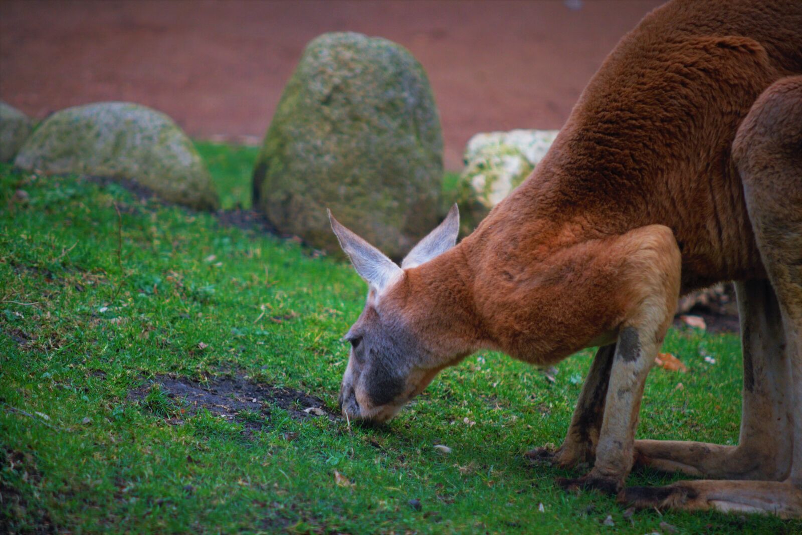 Canon EOS 400D (EOS Digital Rebel XTi / EOS Kiss Digital X) sample photo. Känguru, focus, wildlife photography