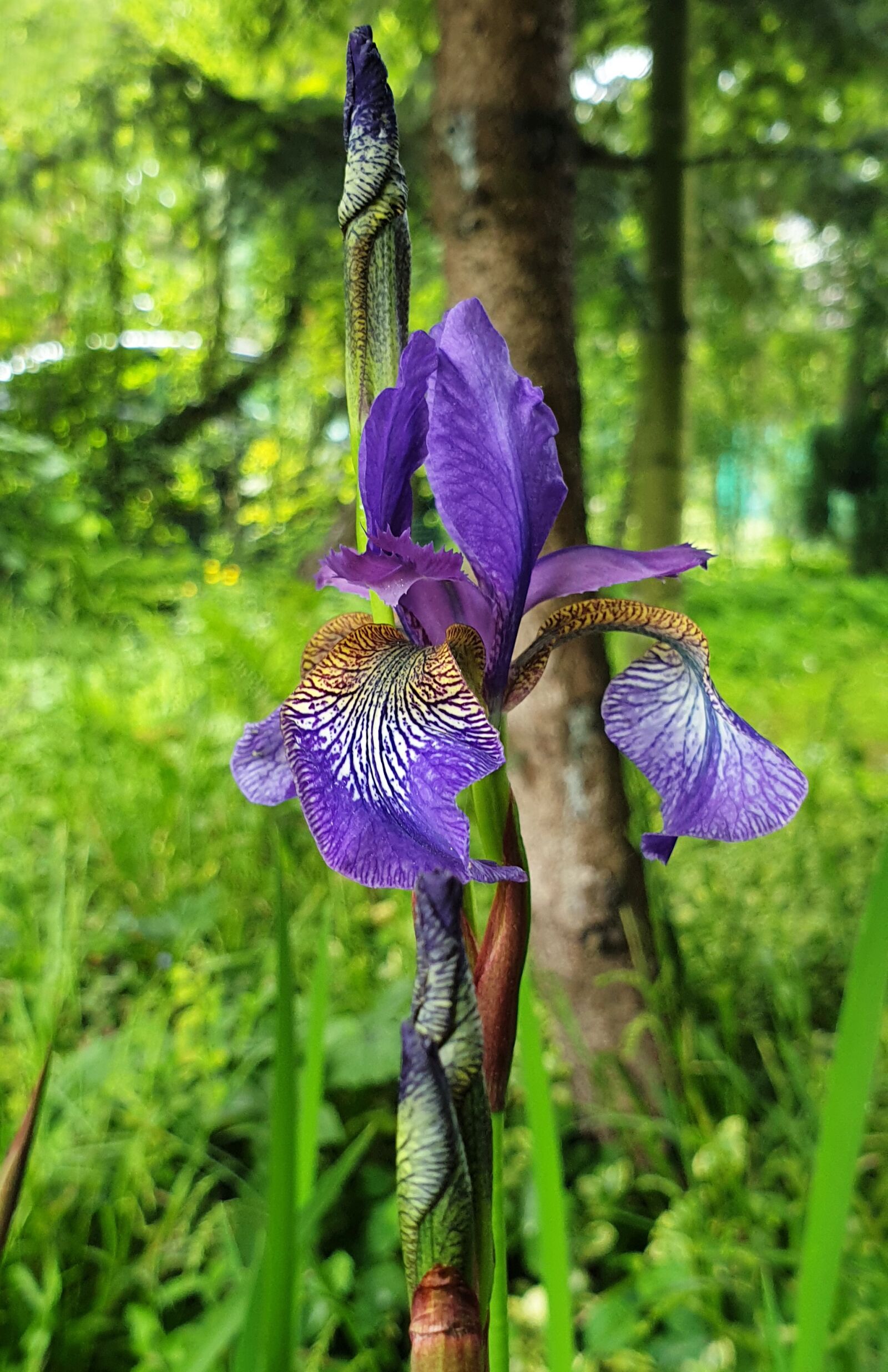 Samsung Galaxy S9+ sample photo. Flower, violet, the petals photography