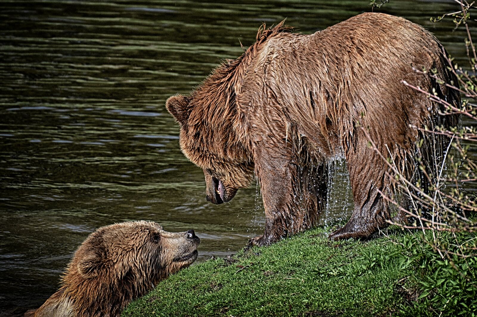 Nikon D3200 sample photo. Bear, wildpark poing, play photography