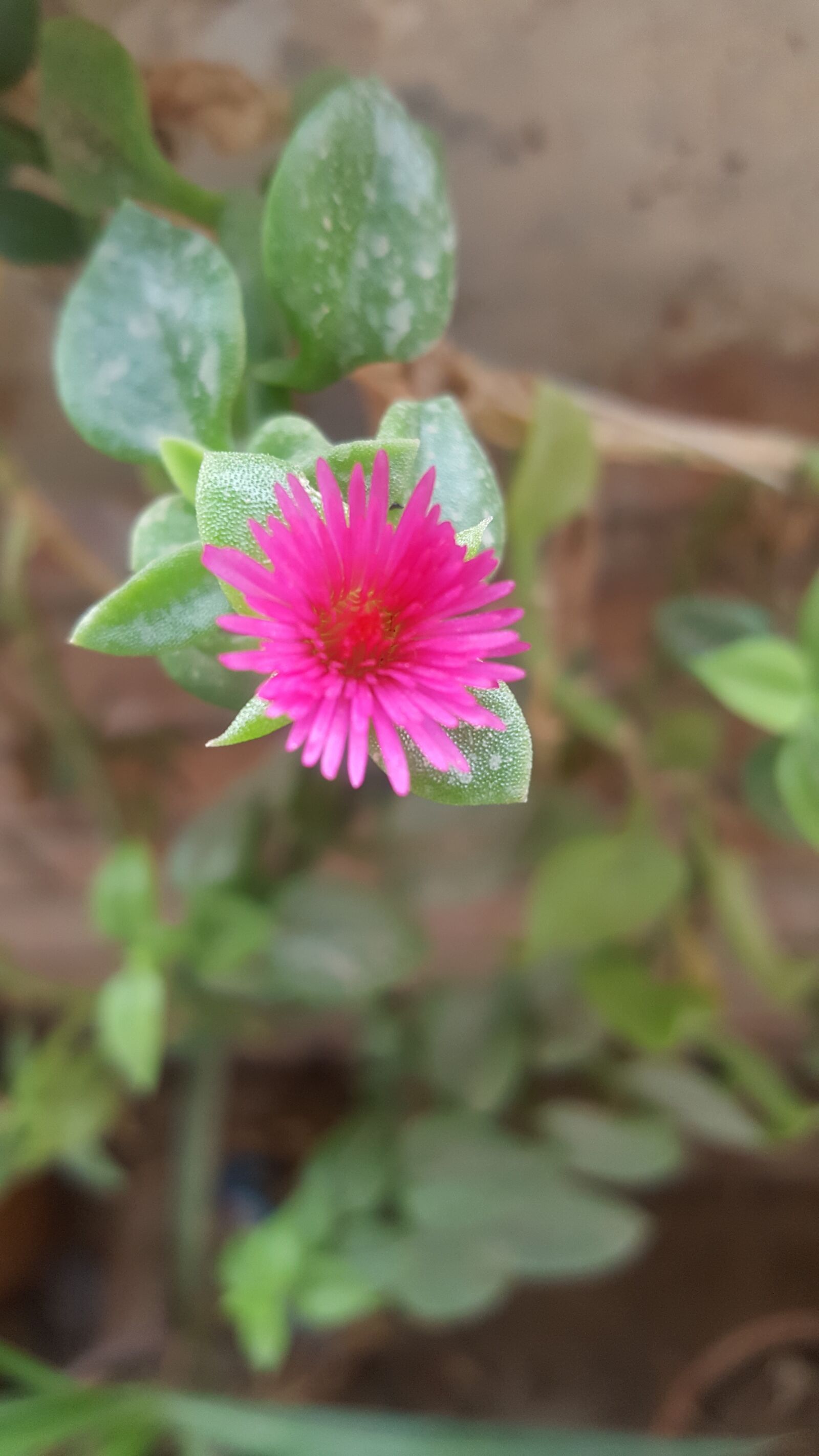 Samsung Galaxy S6 sample photo. Nature, plant, flower photography