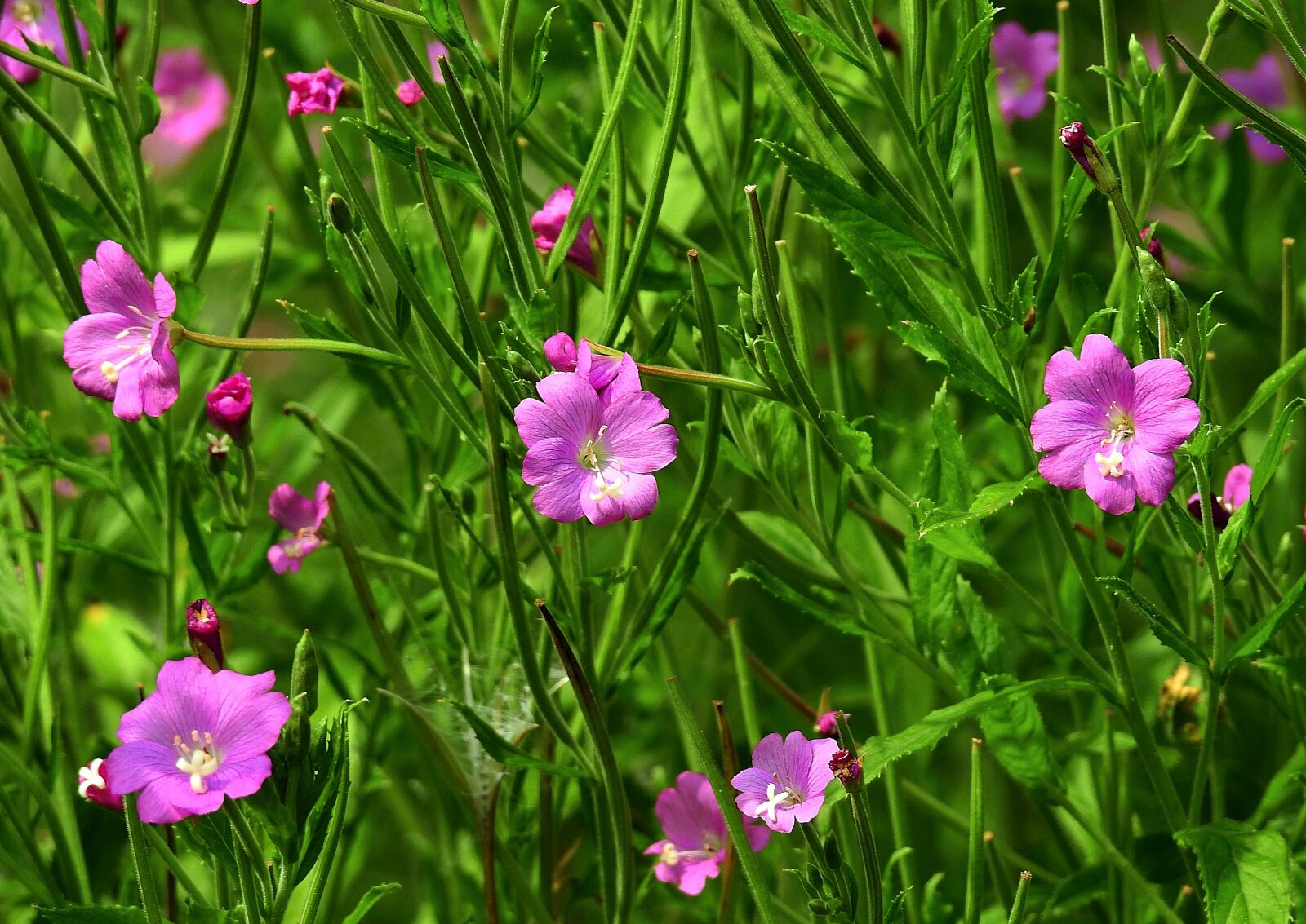Nikon Coolpix P900 sample photo. Meadow, flowers, nature photography