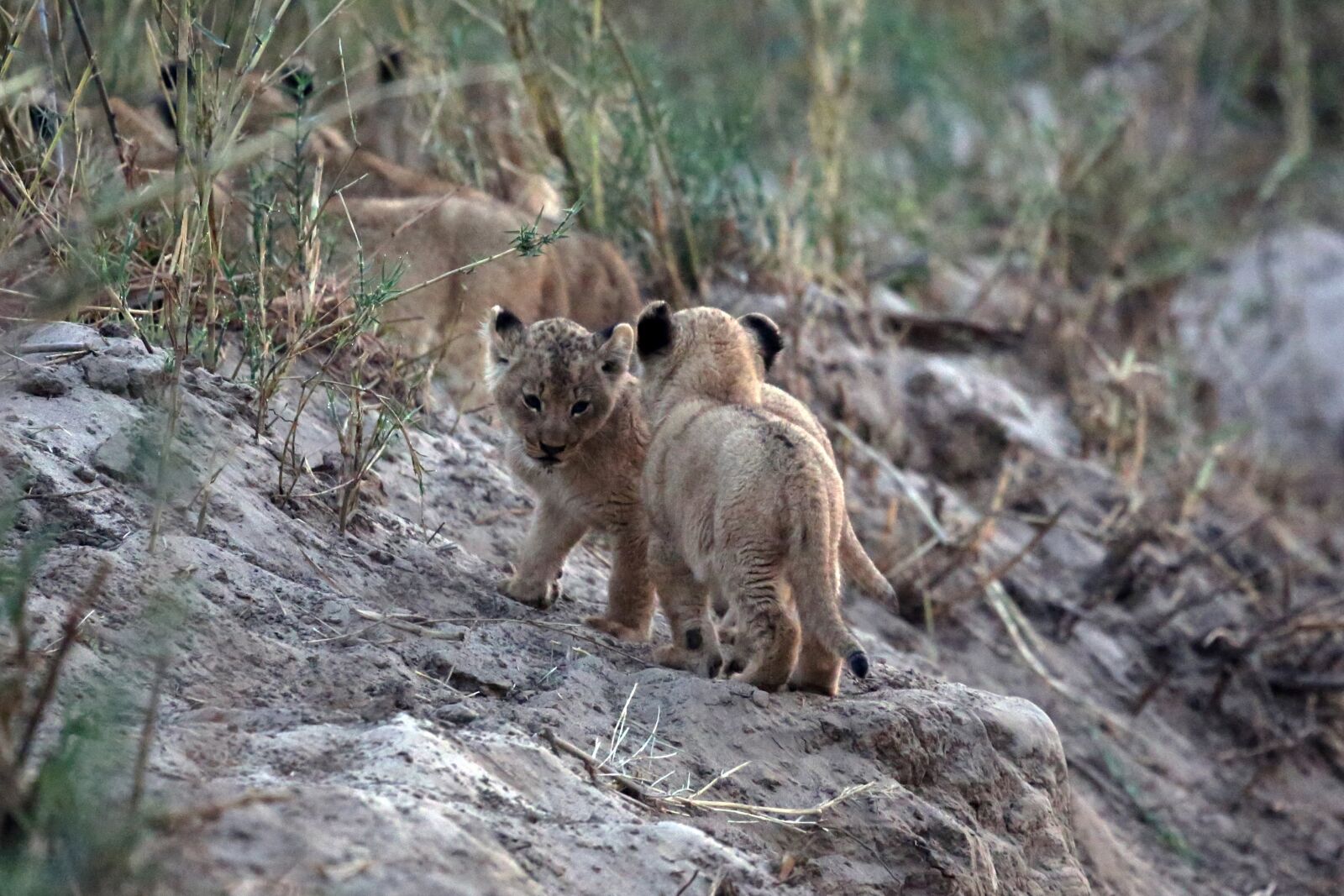 Canon EOS 5D Mark III + Canon EF 100-400mm F4.5-5.6L IS USM sample photo. Lion cubs, lion baby photography