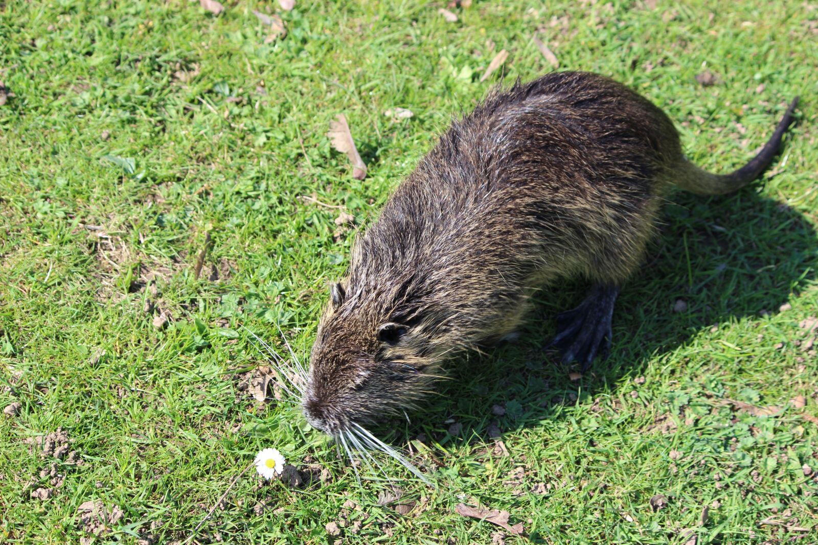 Canon EOS 600D (Rebel EOS T3i / EOS Kiss X5) sample photo. Nutria, beaver, aquatic animal photography