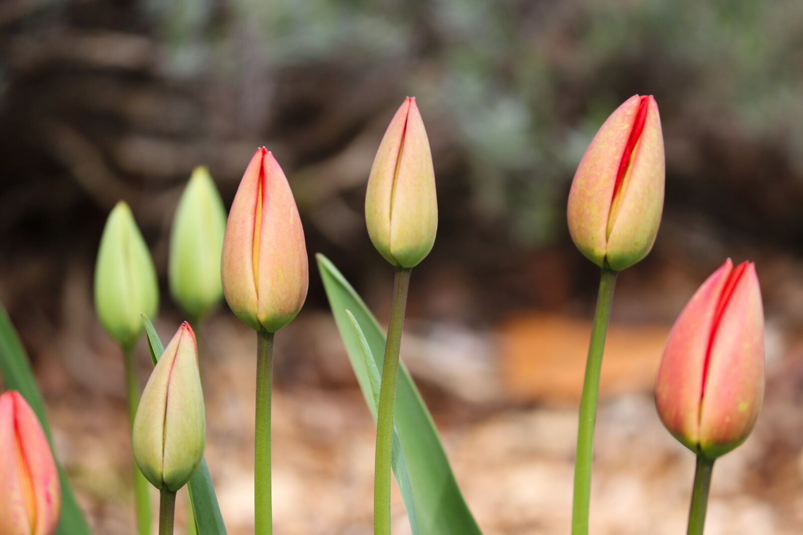 Canon EOS 200D (EOS Rebel SL2 / EOS Kiss X9) sample photo. Tulip buds, tulips, closed photography