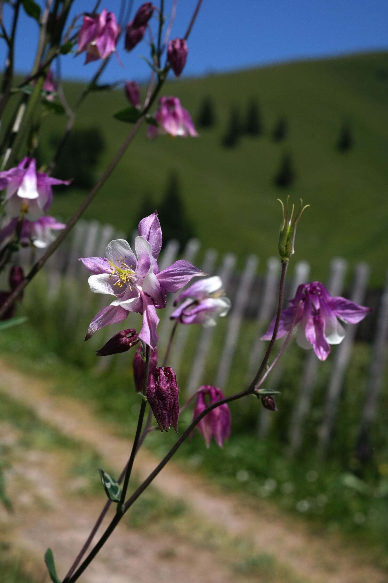 Samsung NX300 sample photo. Columbine, flower, blossom photography