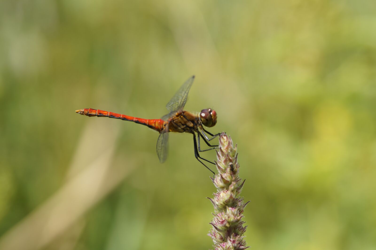 Sony SLT-A58 + Tamron SP AF 60mm F2 Di II LD IF Macro sample photo. Dragonfly, red, red dragonfly photography