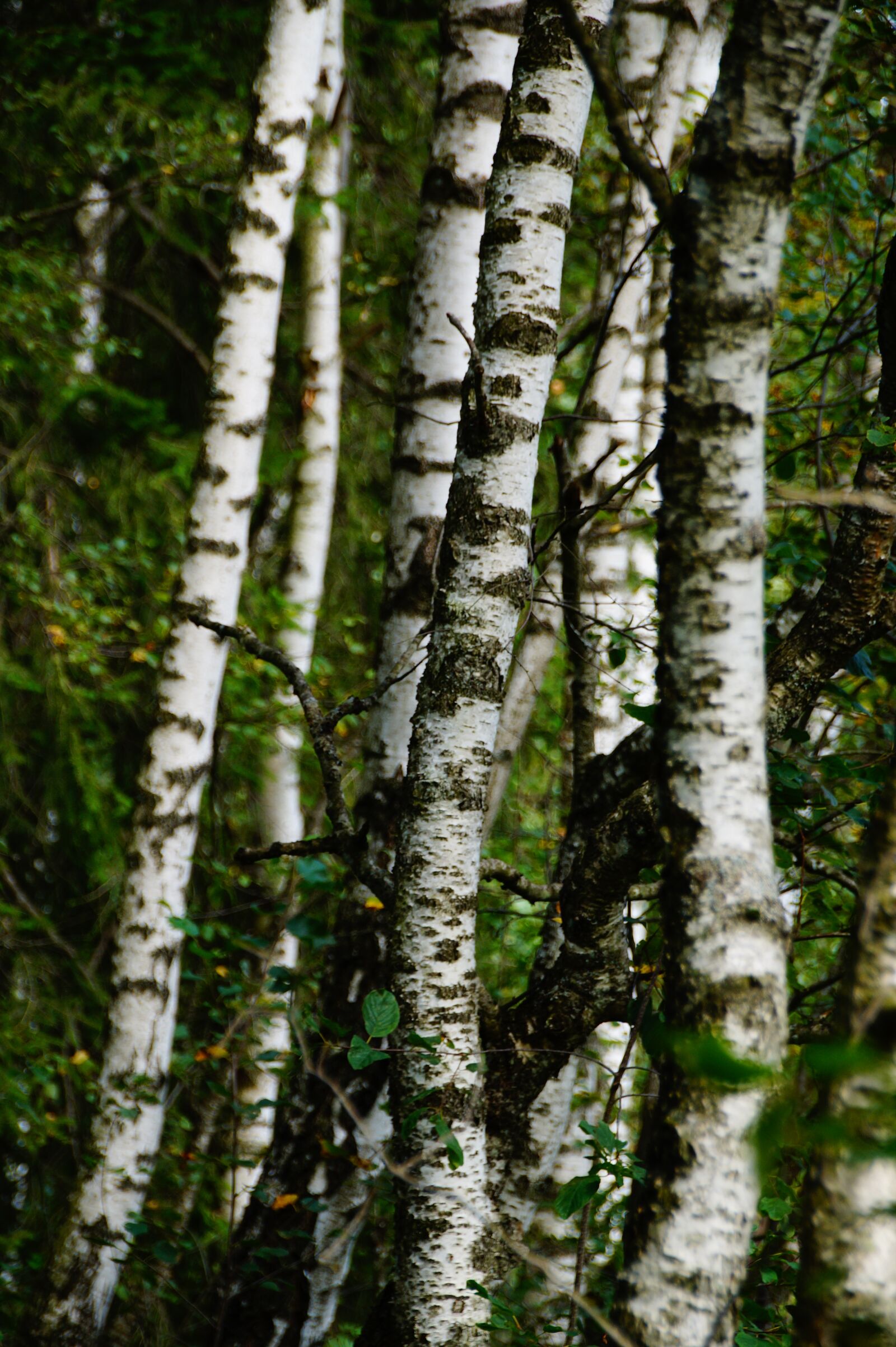 Sony SLT-A58 sample photo. Birch, autumn, forest photography