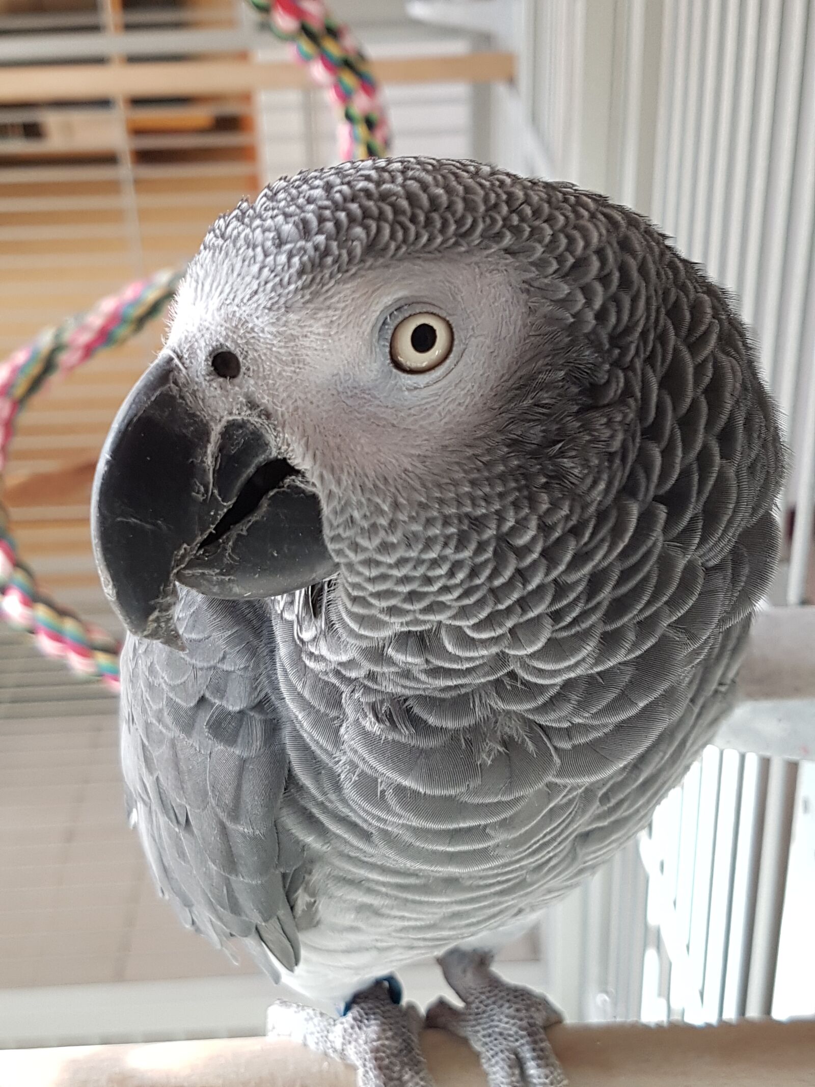 Samsung Galaxy S7 Edge sample photo. African grey parrot, of photography