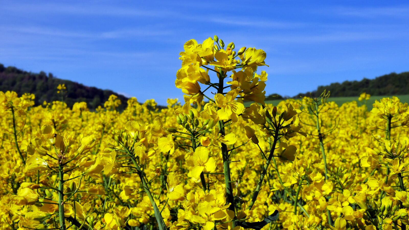 Panasonic DMC-G70 sample photo. Flowering rapeseed, yellow flowers photography