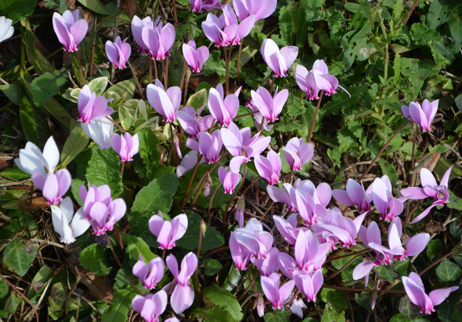 Nikon D5200 sample photo. Purple flowers, green leaves photography