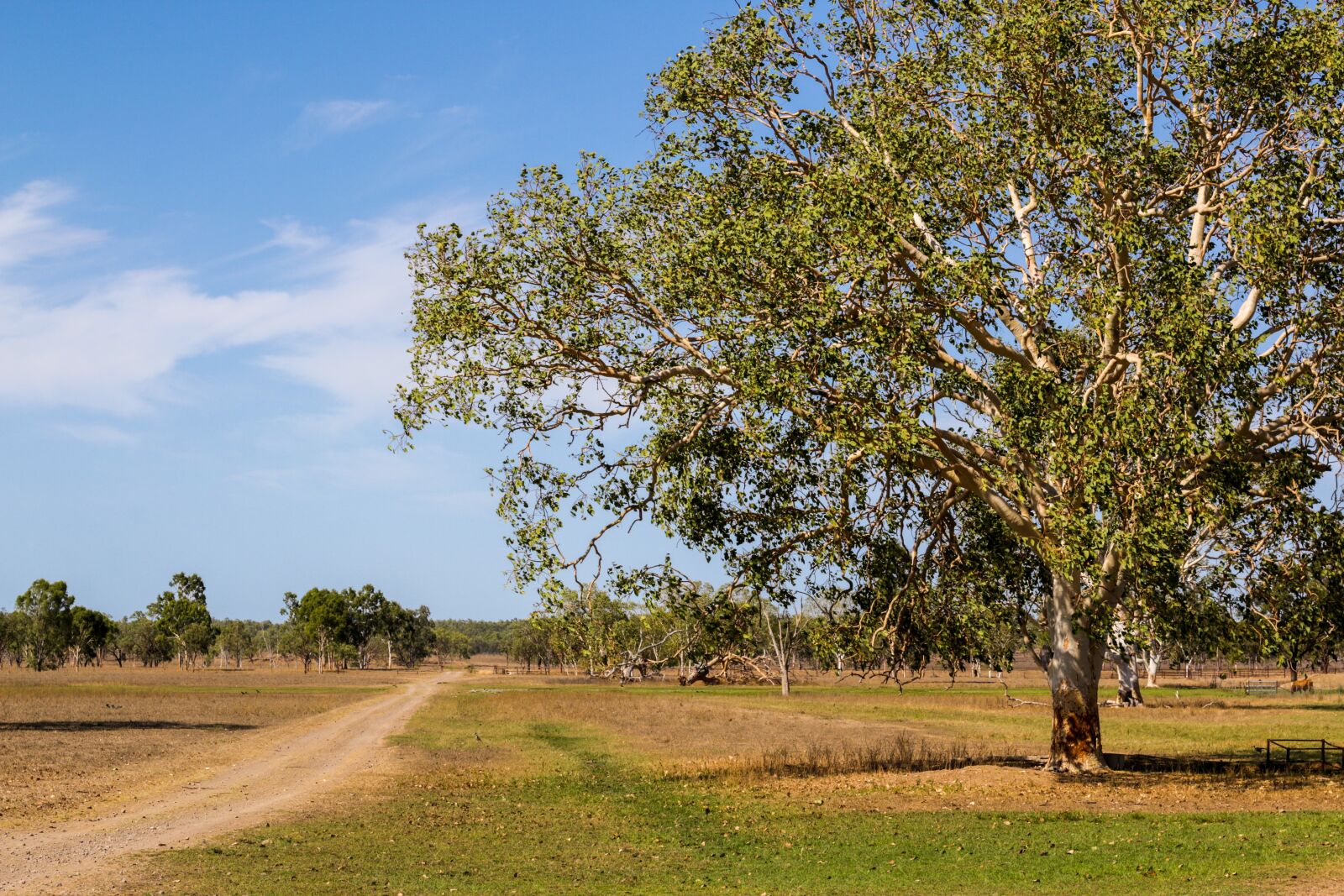 Canon EOS 70D + Canon EF 50mm F1.8 II sample photo. Tree, road, sky photography