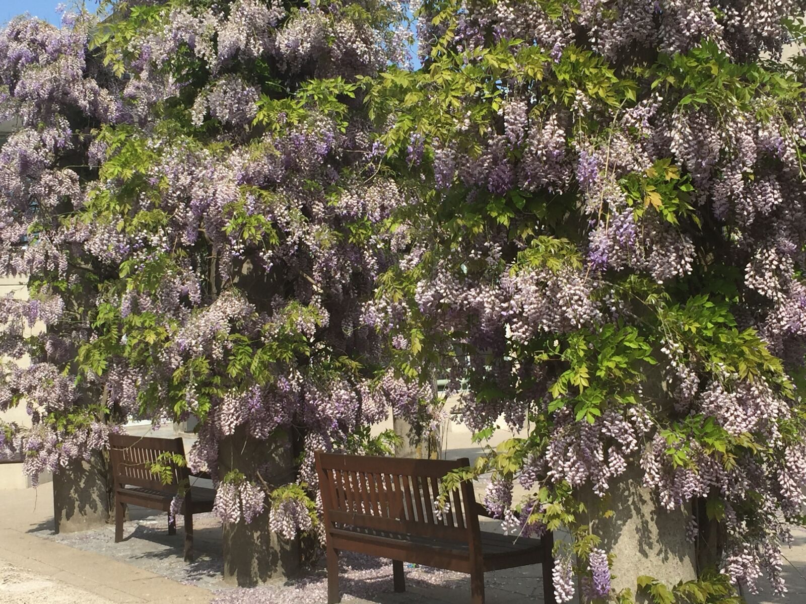 Apple iPhone 6 sample photo. Dtu ballerup campus, wisteria photography