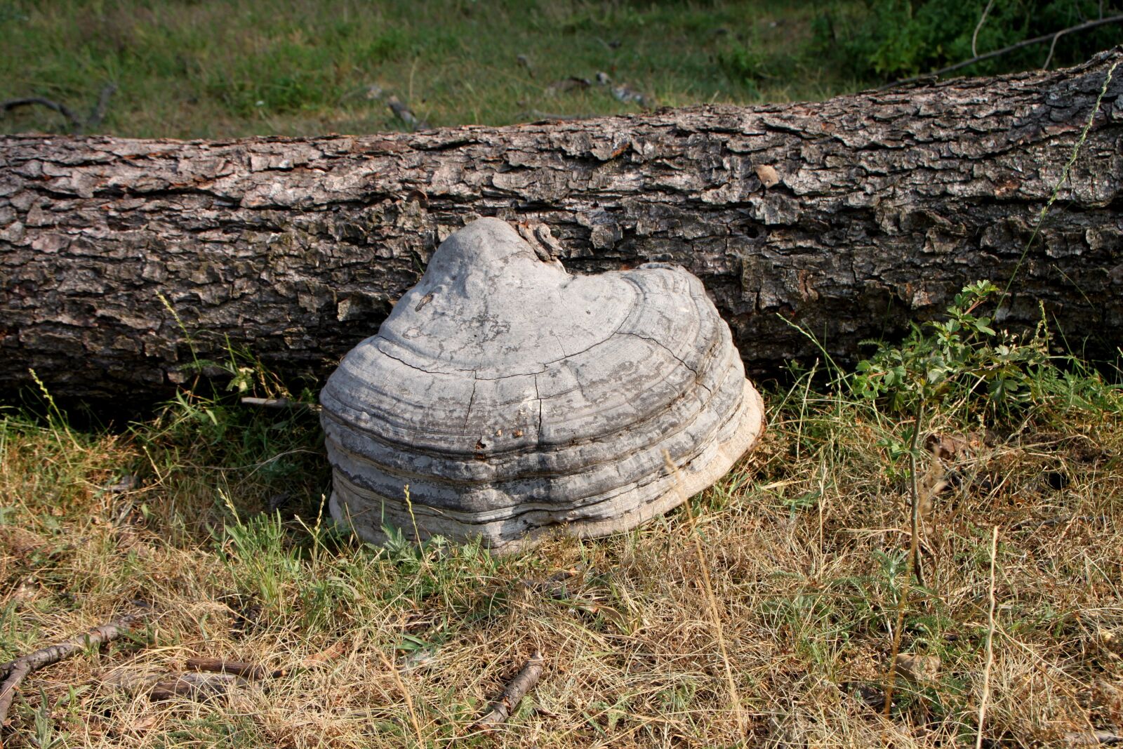 Canon EOS 500D (EOS Rebel T1i / EOS Kiss X3) sample photo. Fungus, hoof, polyporaceae photography