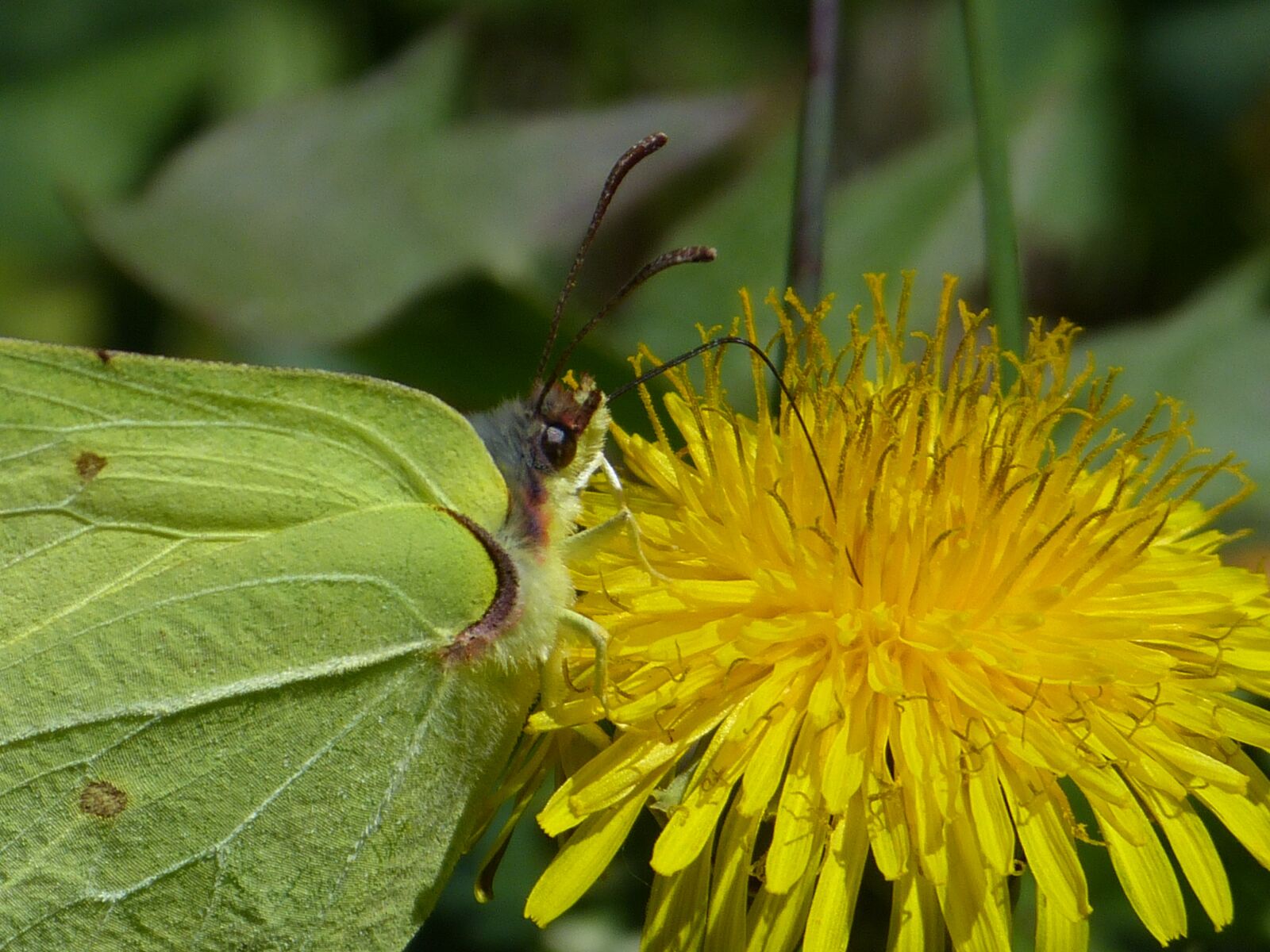 Panasonic Lumix DMC-FZ150 sample photo. Gonepteryx rhamni, butterfly, yellow photography