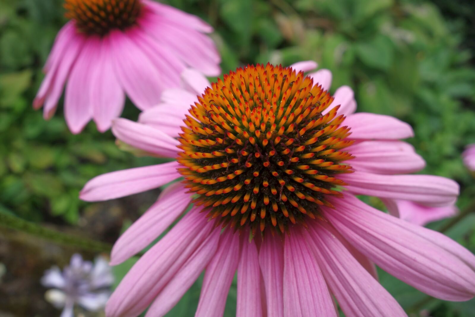 Sony Cyber-shot DSC-RX100 sample photo. Echinacea, close up, coneflower photography