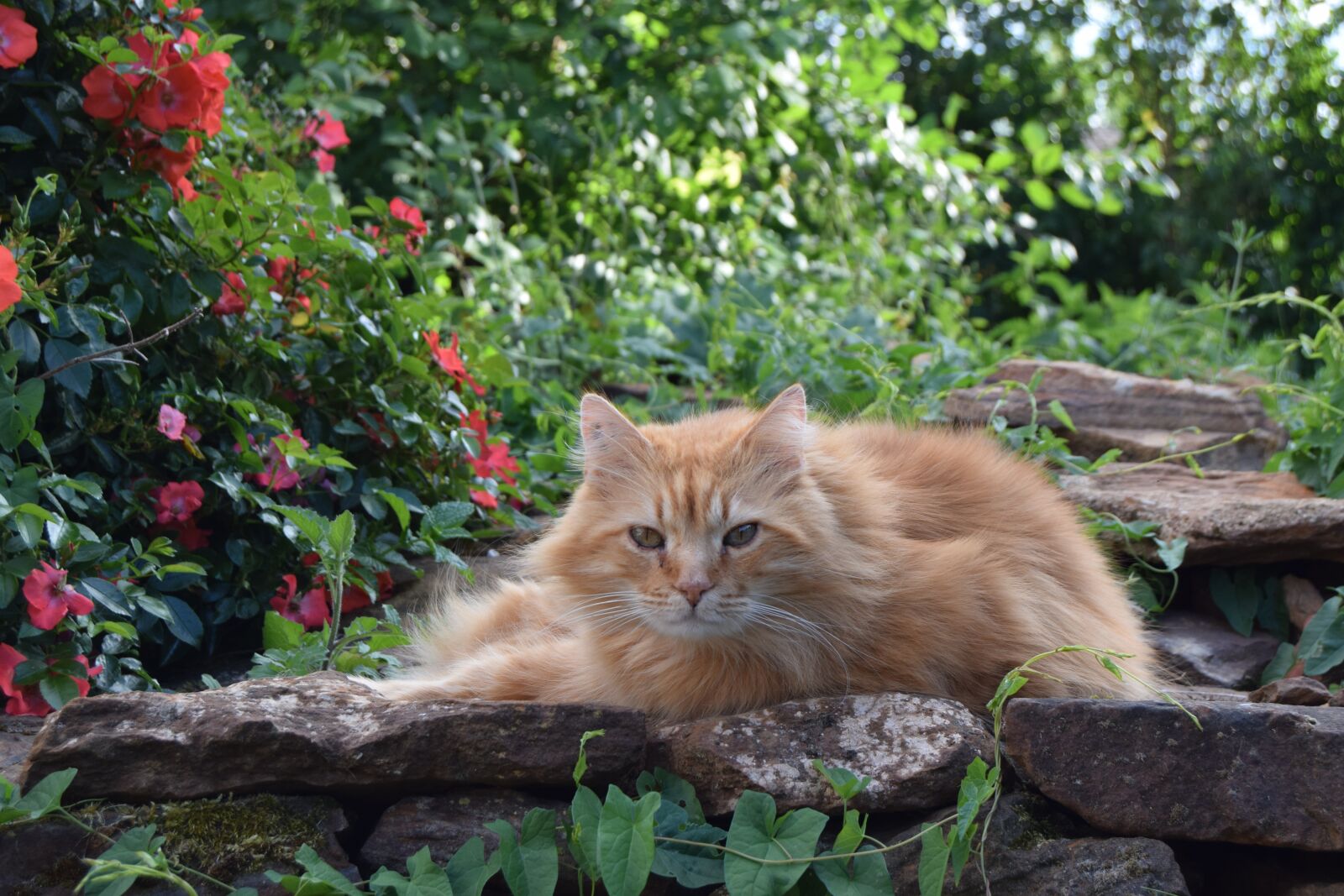 Nikon D3300 sample photo. Cat, quiet, animal photography