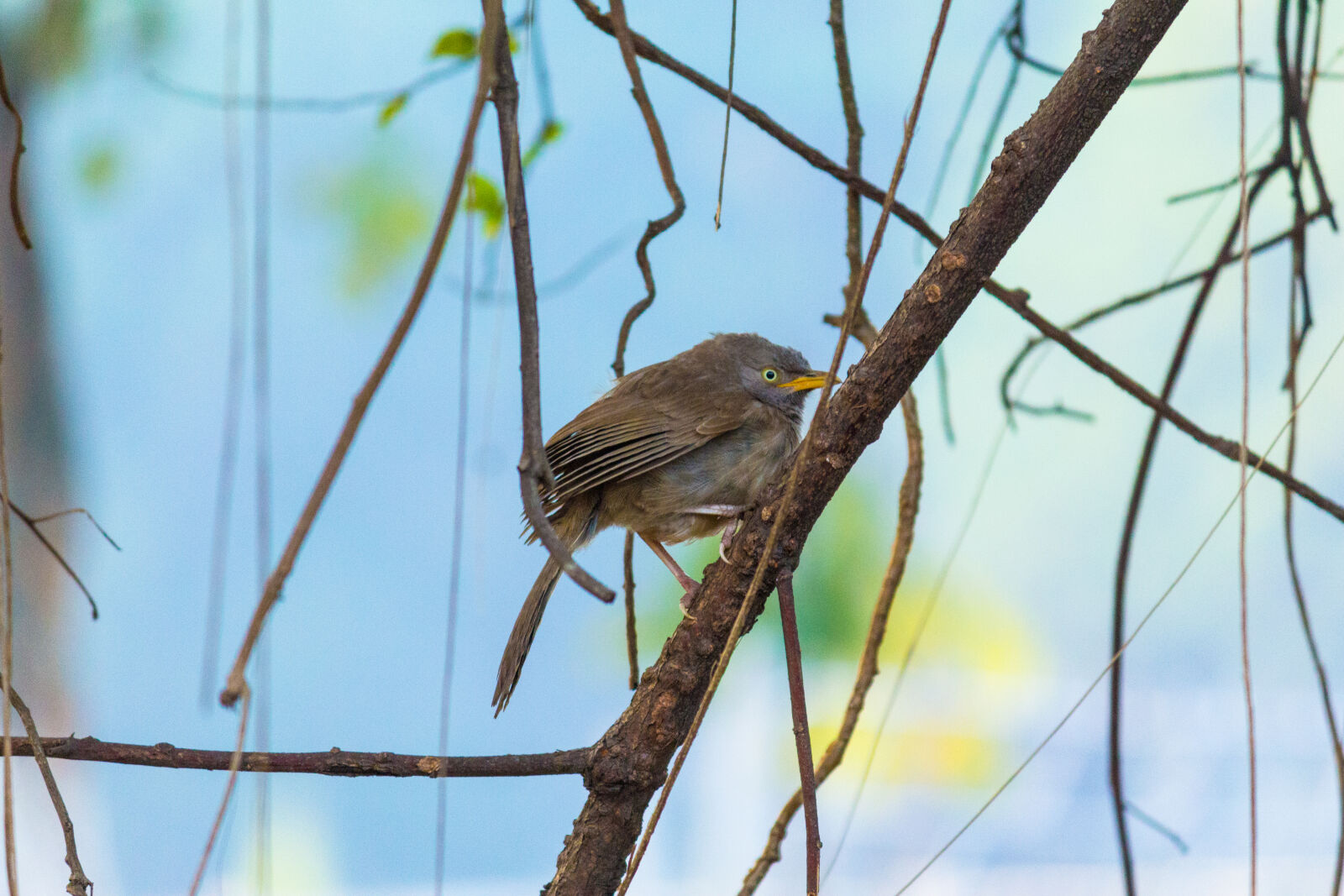 Canon EOS 700D (EOS Rebel T5i / EOS Kiss X7i) sample photo. 700d, animal, animal, photography photography