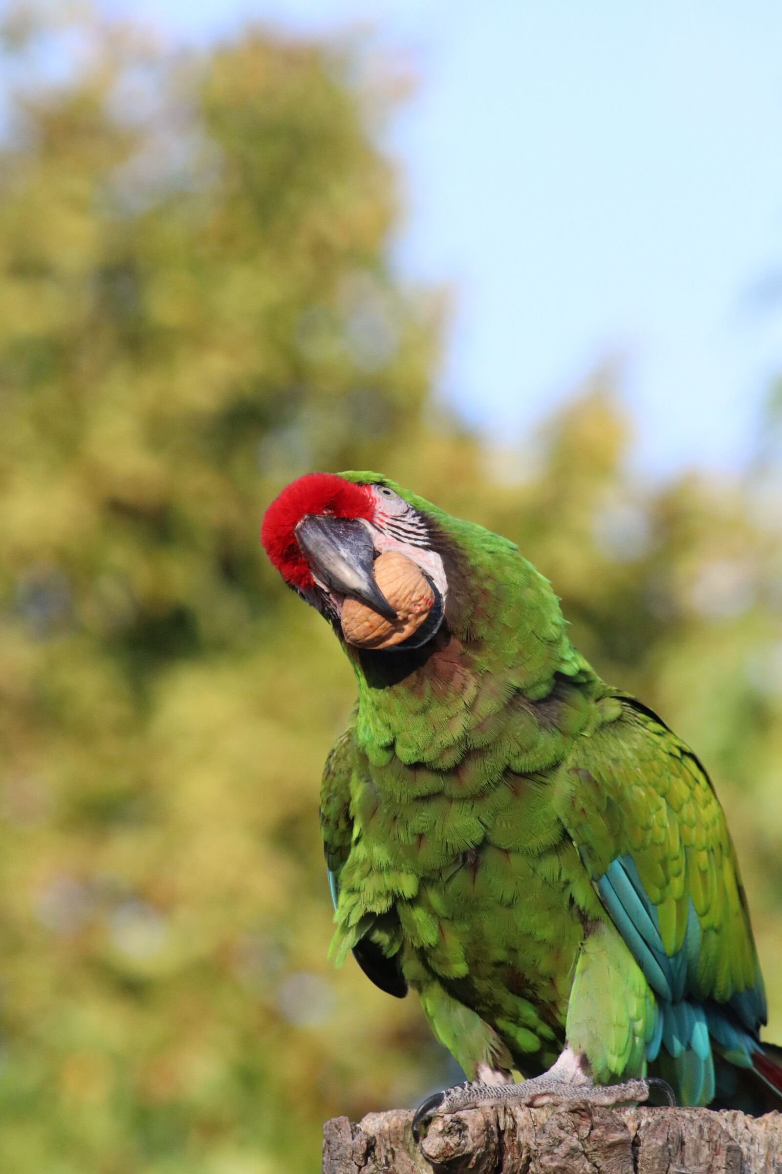 Canon EF-S 55-250mm F4-5.6 IS sample photo. Ara, parrot, macaw photography