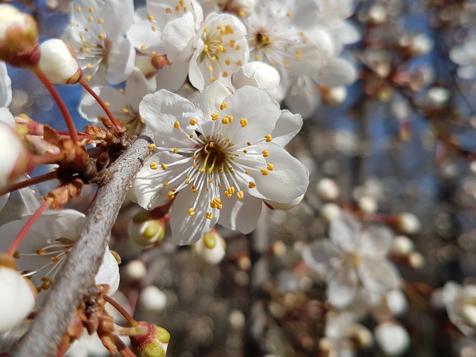 Samsung Galaxy S7 sample photo. Spring, bee, blossom photography
